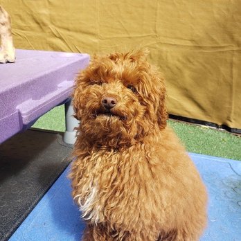 Paw Pals - Before pictures - Dog Walkers Near Me - Nanuet, New York