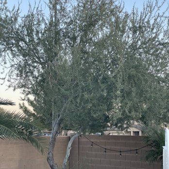 Tree Trimming - Ironwood - Tree Services Near Me - Tempe, Arizona