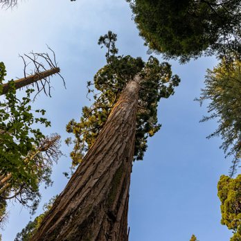 Calaveras Big Trees State Park - Calaveras Big Trees State Park - Parks Near Me - Arnold, California