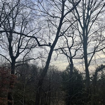Runnemede Dog Park - Pretty mild for December! (12/23/23).  See the squirrel?! - Dog Parks Near Me - Runnemede, New Jersey