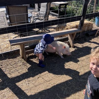 SoCalMiniPigs - Belly rubs - Pet Breeders Near Me - Valley Center, California SoCalMiniPigs - Belly rubs - Pet Breeders Near Me - Valley Center, California