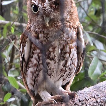 Flamingo Gardens - Rescued owl that now lives on the property! - Botanical Gardens Near Me - Davie, Florida Flamingo Gardens - Rescued owl that now lives on the property! - Botanical Gardens Near Me - Davie, Florida