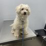 A&B Animal Clinic