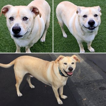 Pet Food Express - Murphy went from chunk to HUNK! All thanks to proper diet. - Pet Stores Near Me - Los Gatos, California Pet Food Express - Murphy went from chunk to HUNK! All thanks to proper diet. - Pet Stores Near Me - Los Gatos, California