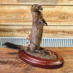 Pip's Taxidermy