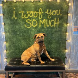Lucy's Doggy Daycare and Spa - Babe at their Photo Booth.