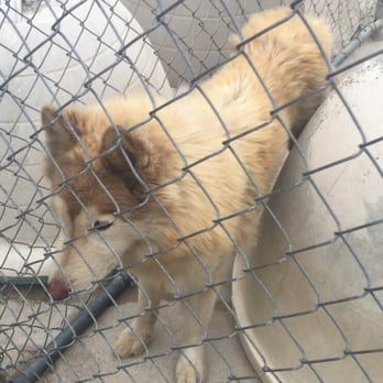 Snow Drift Kennels - Matted hair, emaciated.  Unhealthy. Poorly taken care of. - Pet Stores Near Me