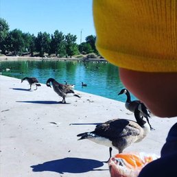 Feeding the ducklings