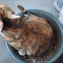 Photo of Catxprt
