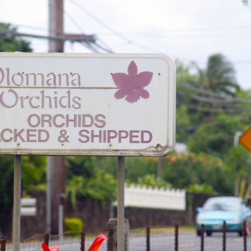 Look out for this sign near Kualoa! Look out for this sign near Kualoa!