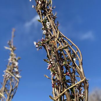 Jared's Nursery - a branch of a flowering tree - Nurseries & Gardening Near Me - Littleton, Colorado