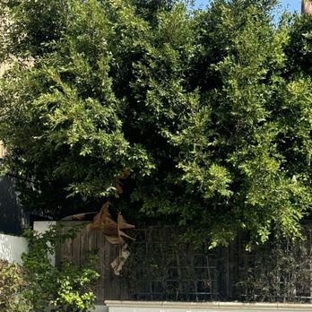 First Class Tree Service - The trees they were trimming on other side that they pushed into our side. - Tree Services Near Me