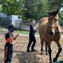 Photo of Equine Escape