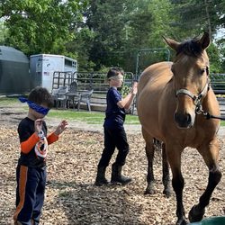 Equine Escape