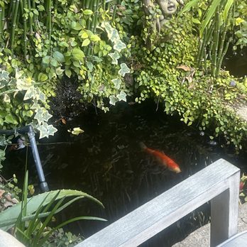 Linnaea's Cafe - Koi Pond - Coffee & Tea Near Me - San Luis Obispo, California
