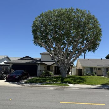 Vargas Tree Service - Expertly trimmed extremely large ficus! - Tree Services Near Me - Anaheim, California Vargas Tree Service - Expertly trimmed extremely large ficus! - Tree Services Near Me - Anaheim, California