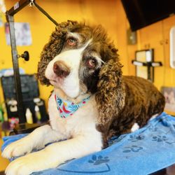 Puppy Palace Pet Grooming Salon & Spa