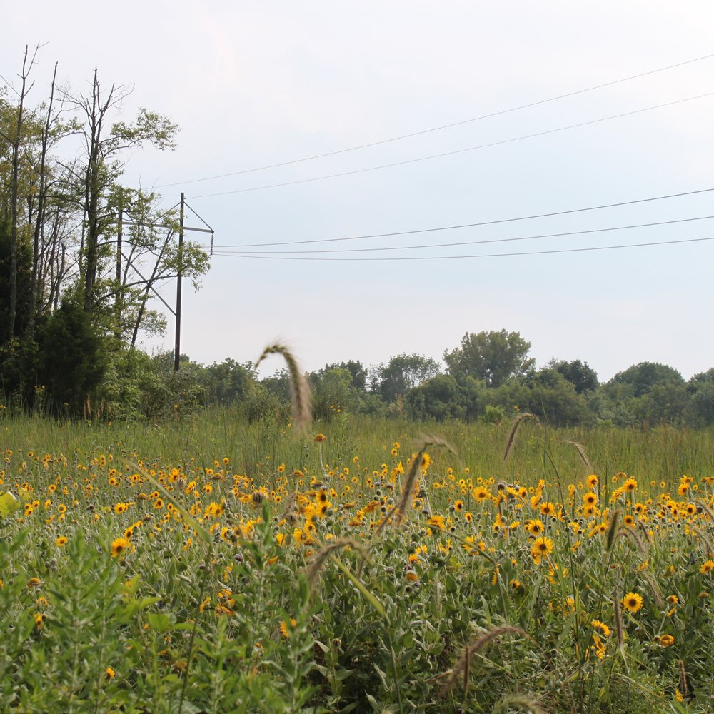 Sugarcreek Metropark - The Planted Prairie at the front of the park. - Parks Near Me - Bellbrook, Ohio Sugarcreek Metropark - The Planted Prairie at the front of the park. - Parks Near Me - Bellbrook, Ohio