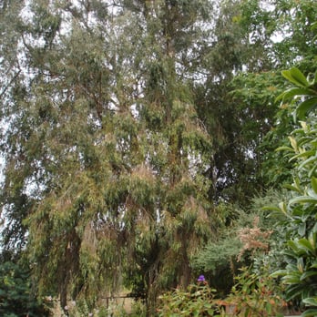 Tavares Tree Services - BEFORE - Tree Services Near Me - Oakland, California Tavares Tree Services - BEFORE - Tree Services Near Me - Oakland, California