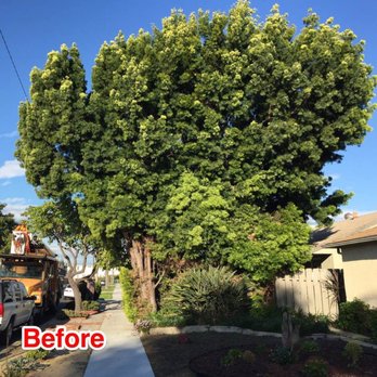Jimmie's Tree Service - Hanging into the phone wires, over my roof and my neighbor's property. - Tree Services Near Me Jimmie's Tree Service - Hanging into the phone wires, over my roof and my neighbor's property. - Tree Services Near Me