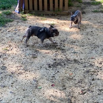 Five Pups Doggy Daycare - Dog Walkers Near Me - Indian Head, Maryland