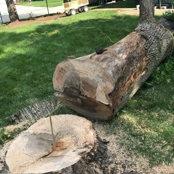 Little Bear Hauling & Demolition - A 15' Oak trunk was cut down & removed... along with all the old firewood I needed taken away. - Demolition Services Near Me - Sidney, Illinois Little Bear Hauling & Demolition - A 15' Oak trunk was cut down & removed... along with all the old firewood I needed taken away. - Demolition Services Near Me - Sidney, Illinois