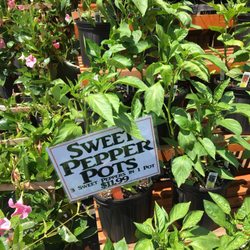 Marini Produce & Christmas Trees