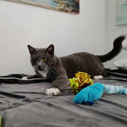 State Street Animal Hospital - State Street vet saved this cats life twice. This cat was a stray with a big head. Dr Kahn never gave up on him.
