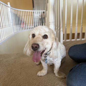Pet’s Friend Mobile Grooming - Pet Groomers Near Me Pet’s Friend Mobile Grooming - Pet Groomers Near Me