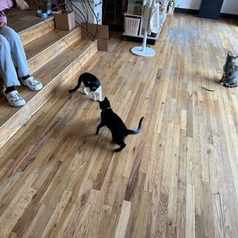 Denver Cat Company - Coffee & Tea Near Me - Denver, Colorado