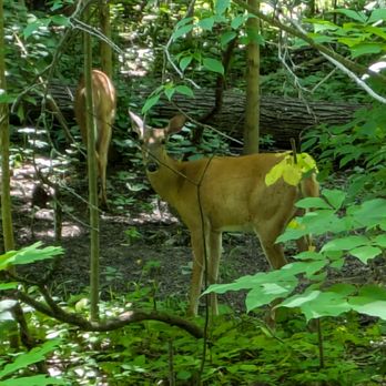 Town & Country Park - Deer! Town & Country Park, St. Catharines - Parks Near Me - St. Catharines, Ontario Town & Country Park - Deer! Town & Country Park, St. Catharines - Parks Near Me - St. Catharines, Ontario