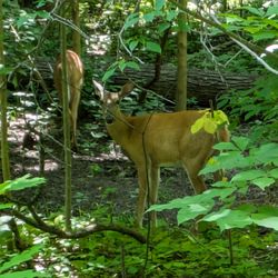 Town & Country Park - Deer! Town & Country Park, St. Catharines