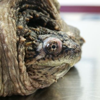 Radnor Veterinary Hospital - Snapping Turtle that ate a fish hook - Veterinarians Near Me - Wayne, Pennsylvania Radnor Veterinary Hospital - Snapping Turtle that ate a fish hook - Veterinarians Near Me - Wayne, Pennsylvania
