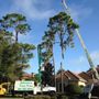 Photo of Advance Tree Pros