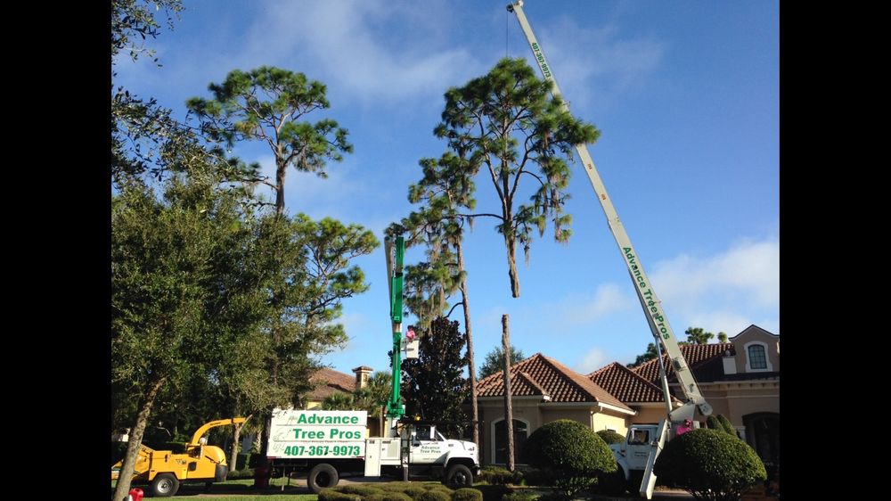 Advance Tree Pros - tree service in Orlando, FL