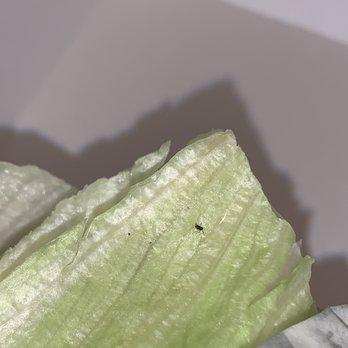 Carl's Jr - Second lettuce wrapped burger with a black bug on it - Fast Food Near Me - Moreno Valley, California Carl's Jr - Second lettuce wrapped burger with a black bug on it - Fast Food Near Me - Moreno Valley, California