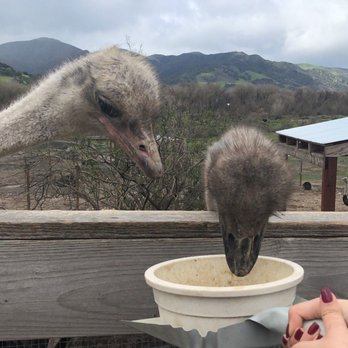 Ostrichland USA - Attraction Farms Near Me - Solvang, California Ostrichland USA - Attraction Farms Near Me - Solvang, California