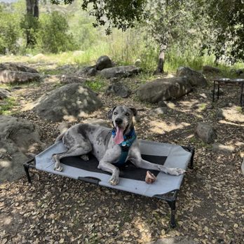 Chicana Farm Dog Training - Dog Walkers Near Me Chicana Farm Dog Training - Dog Walkers Near Me