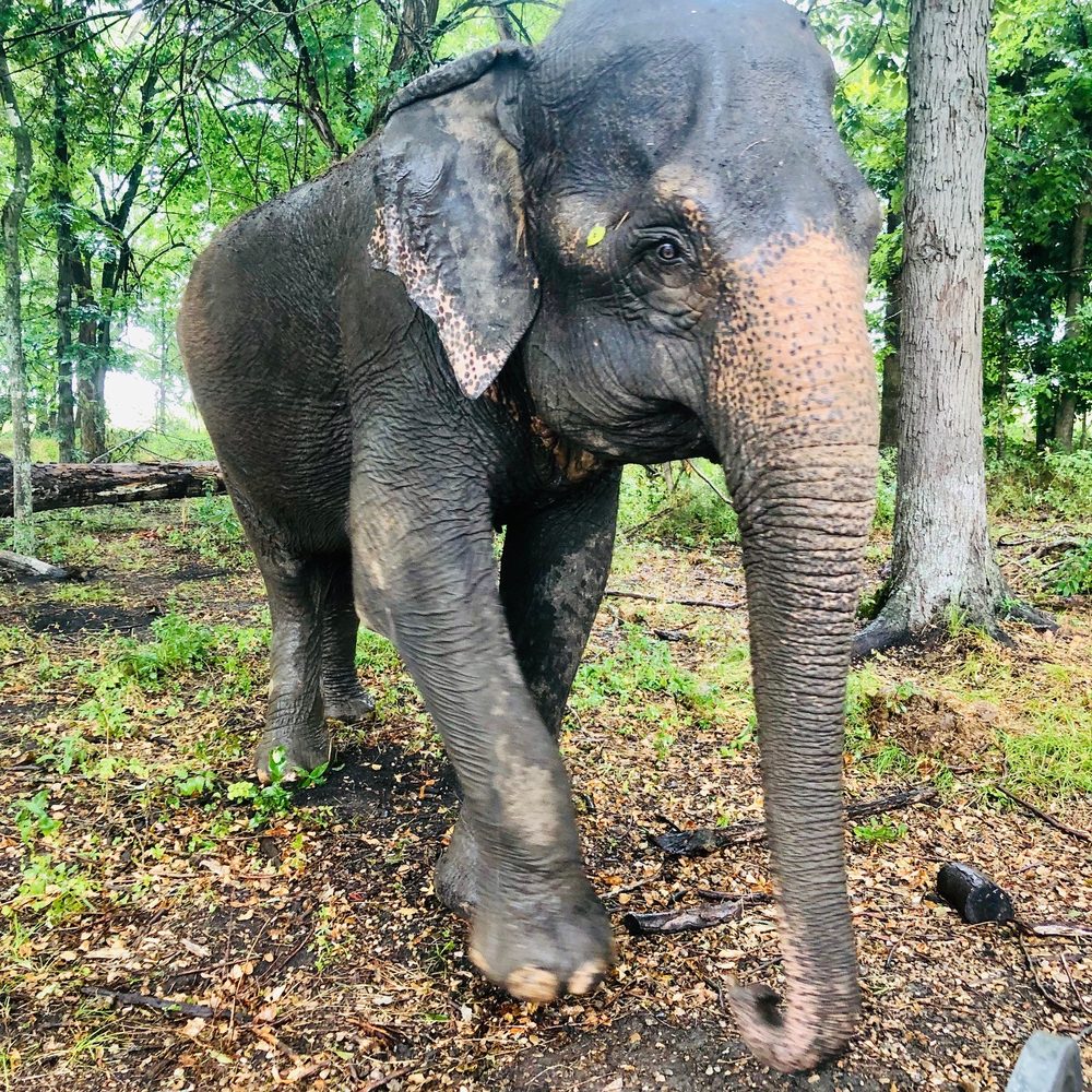 Endangered Ark Foundation - Community Service/Non-Profit Near Me Endangered Ark Foundation - Community Service/Non-Profit Near Me