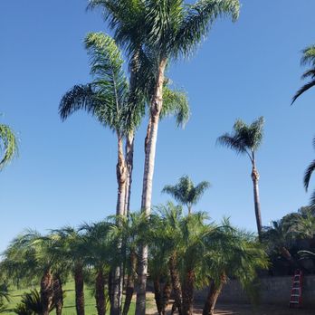Three Brothers Tree Service - We referred 3 Brothers to our neighbor,their prices are very good. - Tree Services Near Me Three Brothers Tree Service - We referred 3 Brothers to our neighbor,their prices are very good. - Tree Services Near Me