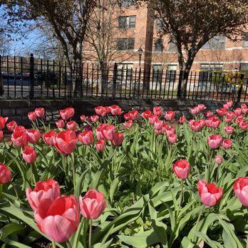 Franklin Square - Tulips in April - Parks Near Me Franklin Square - Tulips in April - Parks Near Me