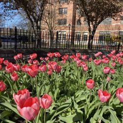 Franklin Square - Tulips in April