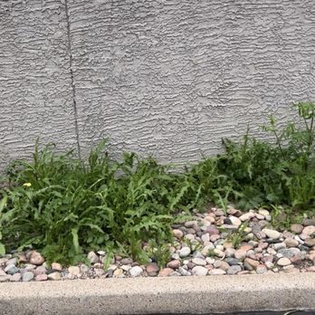Aztec Springs Apartments - The weeds they ignore - Apartments Near Me - Mesa, Arizona