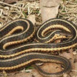 ecoPRO Wildlife Solutions