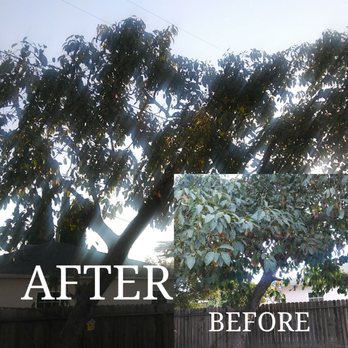 Aaa Tree Care - Avocado tree trimmed back looking MUCH better now. - Landscaping Near Me Aaa Tree Care - Avocado tree trimmed back looking MUCH better now. - Landscaping Near Me