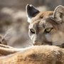 Photo of Living Desert Zoo & Gardens State Park