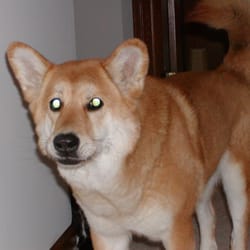 Sit & Stay Petsitting - My dog Brandy
