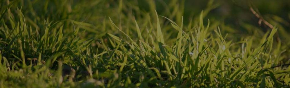 Diversified Lawn and Landscape - tree service in Lexington, KY