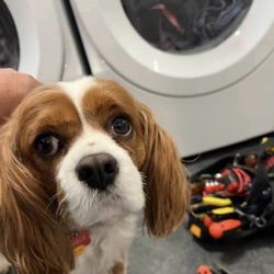 North Shore Appliance Repair