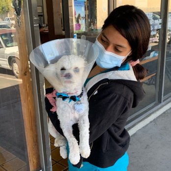 Bastet Veterinary Hospital - Lady after surgery.. - Veterinarians Near Me - El Cajon, California Bastet Veterinary Hospital - Lady after surgery.. - Veterinarians Near Me - El Cajon, California
